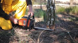 Best Tree Preservation Services  in Algonac, MI